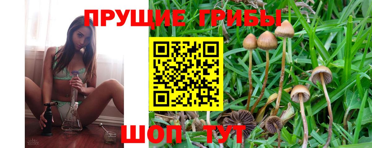 Гурьевск  Галлюциногенные грибы GOLDEN TEACHER  Галлюциногенные грибы Magic Shrooms  Вход с VPN 